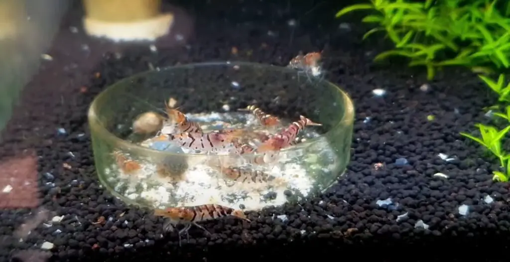 Understanding Dead Amano Shrimp Factors, Implications, And Care