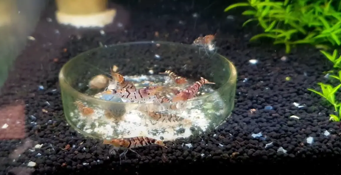 Dead Amano Shrimp
