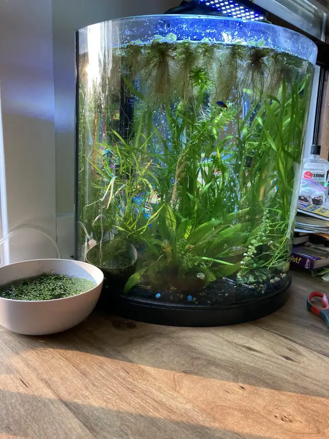 Betta With Dropsy Not Eating