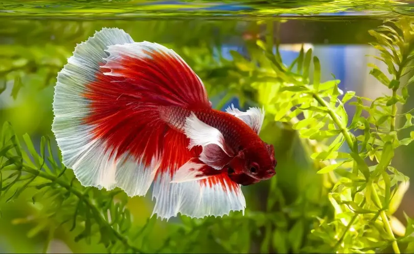 Can I Use an Aquarium Heater Without Water