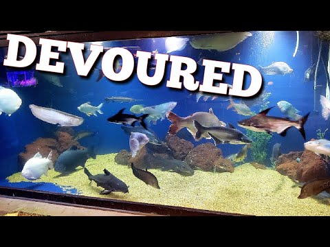 Do Sharks in Aquariums Eat Other Fish