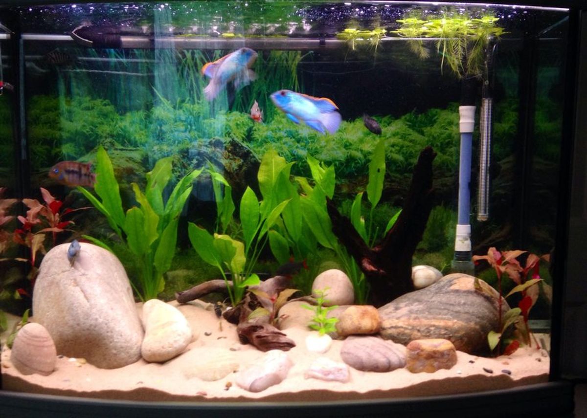 Is It Realistic to Set Up a No Filter Planted Shrimp Aquarium