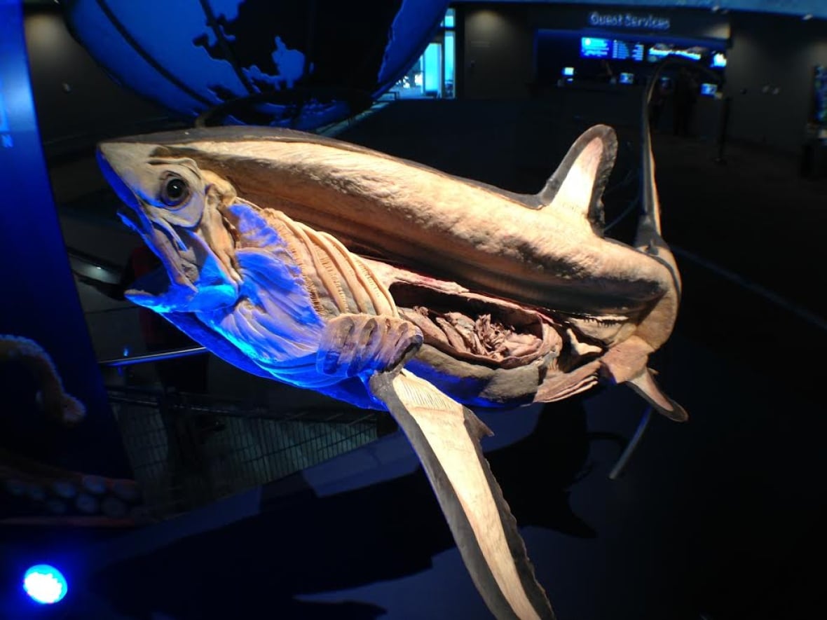 Is the Vancouver Aquarium Annual Pass Worth It
