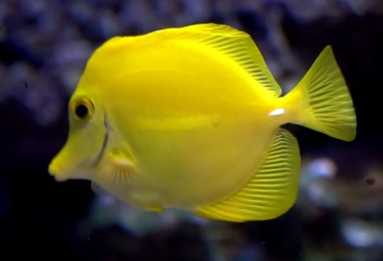 Why are Yellow Tangs So Expensive? - Aquariumia