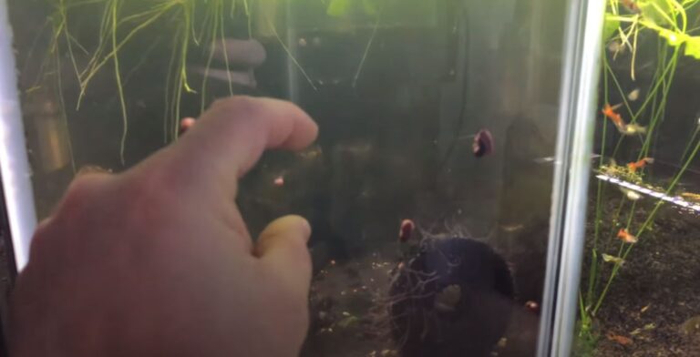 Red Worms in Aquarium Substrate