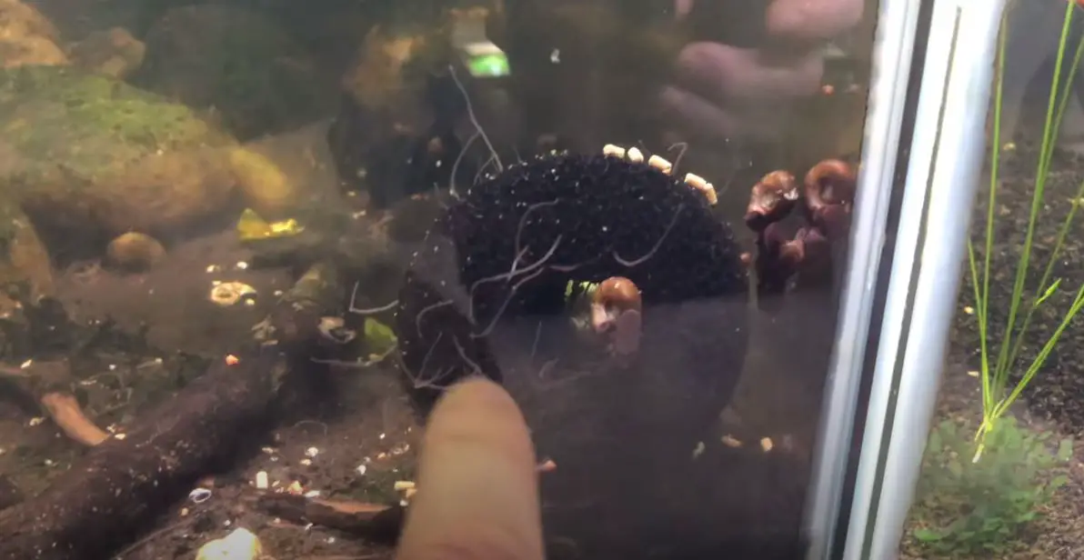 Red Worms in Aquarium Substrate Everything You Need to Know Aquariumia