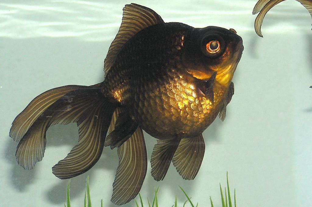 Black Moor Goldfish Turning Gold